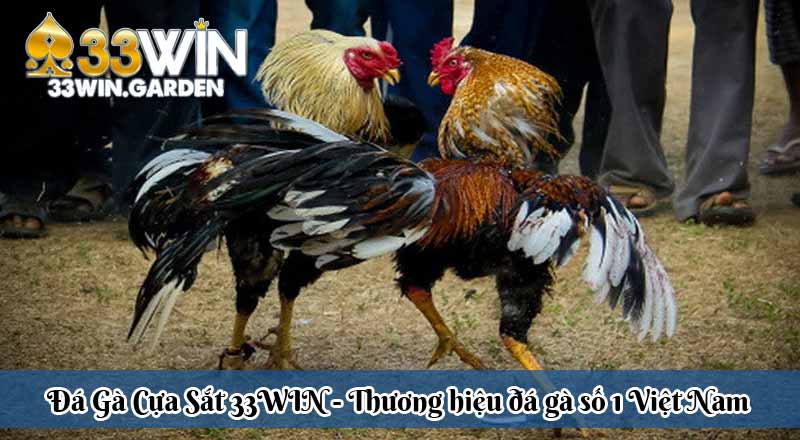 da-ga-cua-sat-33win-thuong-hieu-da-ga-so-1-viet-nam